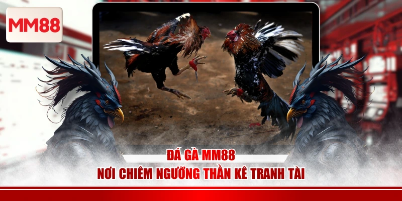 Đá gà MM88 - Nơi chiêm ngưỡng thần kê tranh tài