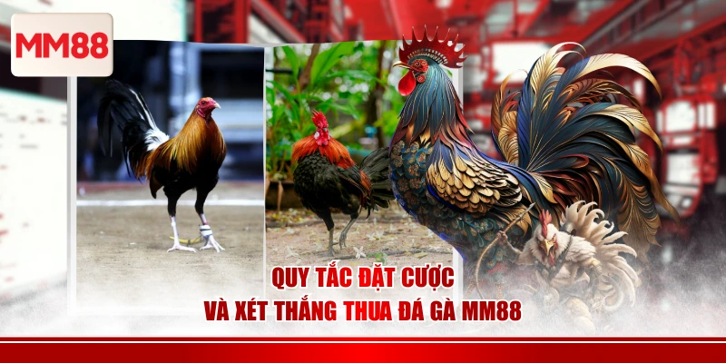 Quy tắc đặt cược và xét thắng thua đá gà MM88