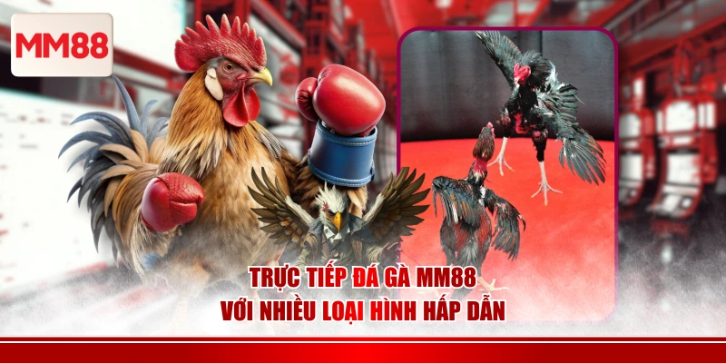Trực tiếp đá gà MM88 với nhiều loại hình hấp dẫn
