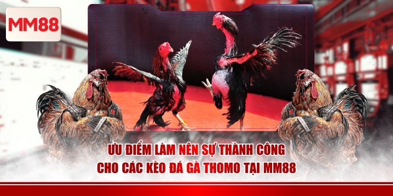 Ưu điểm làm nên sự thành công cho các kèo đá gà Thomo tại MM88